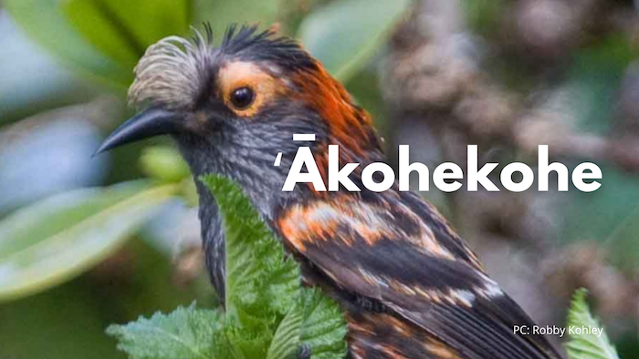 ʻĀkohekohe