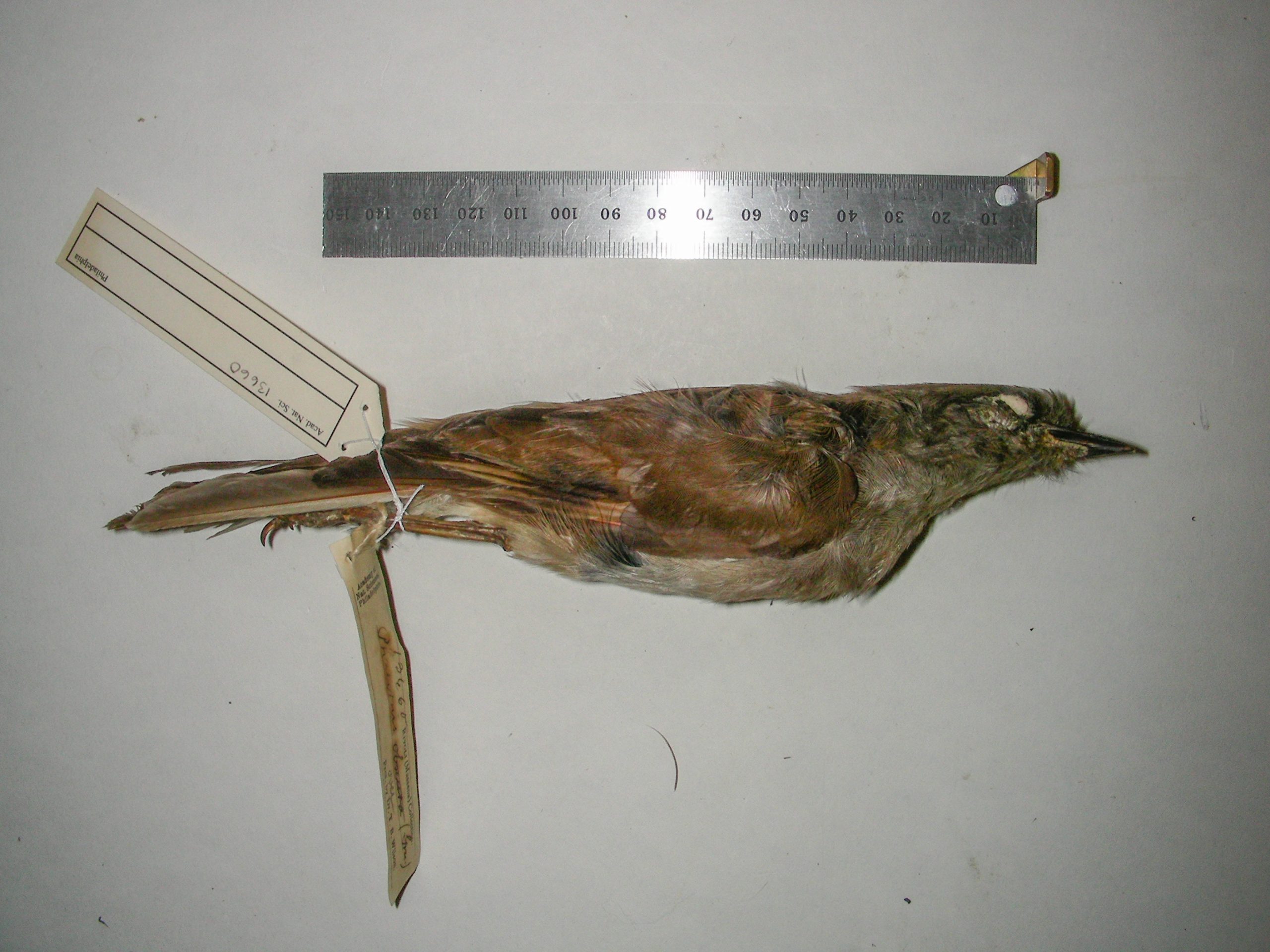 ʻĀmaui- Bishop Museum