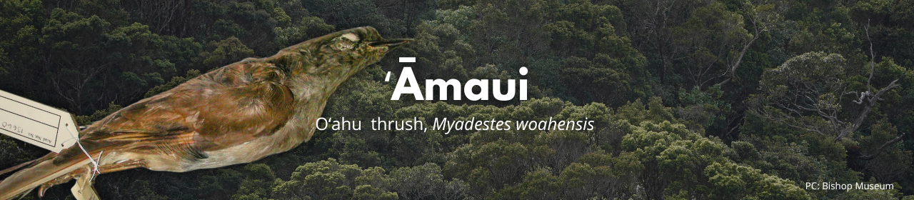 ʻĀmaui, Oʻahu thrush