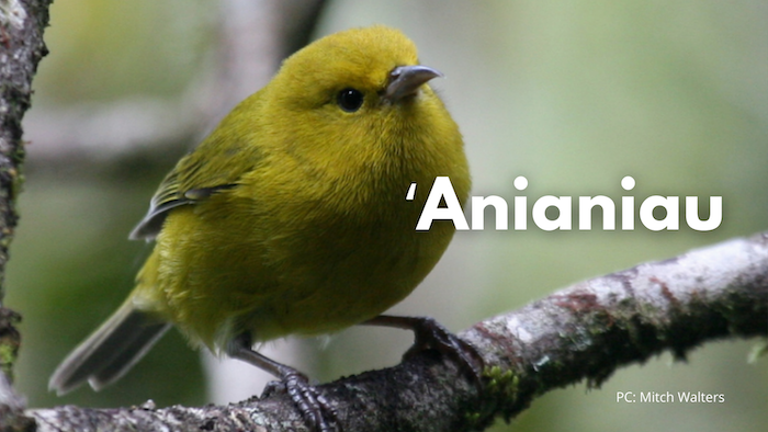ʻAnianiau