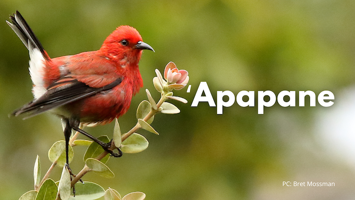 ʻApapane