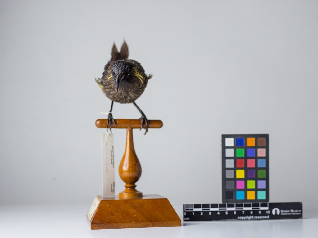 Moho bishopi, Jeremy Snell, courtesy of Bernice Pauahi Bishop Museum