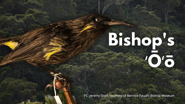Bishop's ʻŌʻō