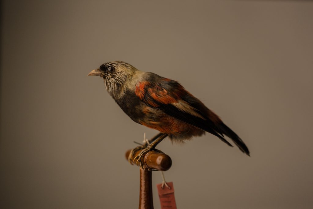 ʻUla-ʻaiʻhāwane, Jeremy Snell, courtesy of Bernice Pauahi Bishop Museum