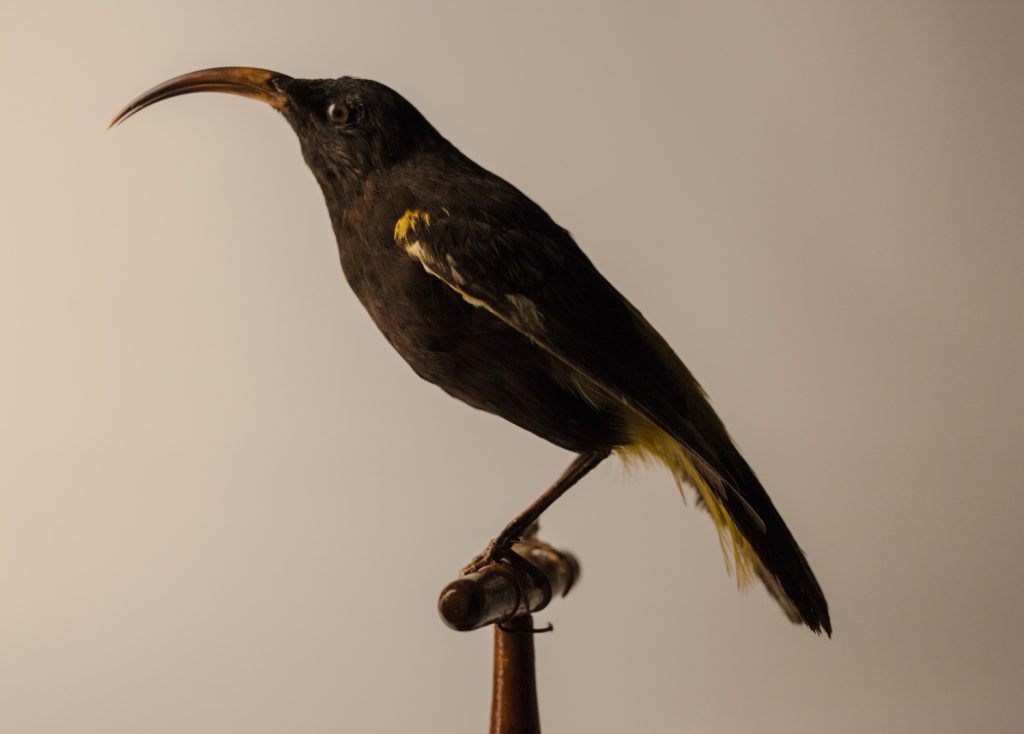 Hawaiʻi Mamo, by Jeremy Snell, courtesy of Bernice Pauahi Bishop Museum