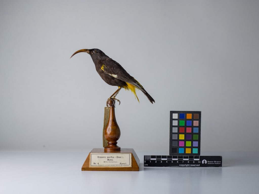 Hawaiʻi Mamo, by Jeremy Snell, courtesy of Bernice Pauahi Bishop Museum