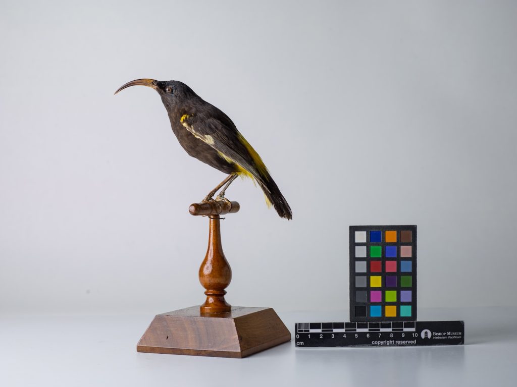 Hawaiʻi Mamo, by Jeremy Snell, courtesy of Bernice Pauahi Bishop Museum