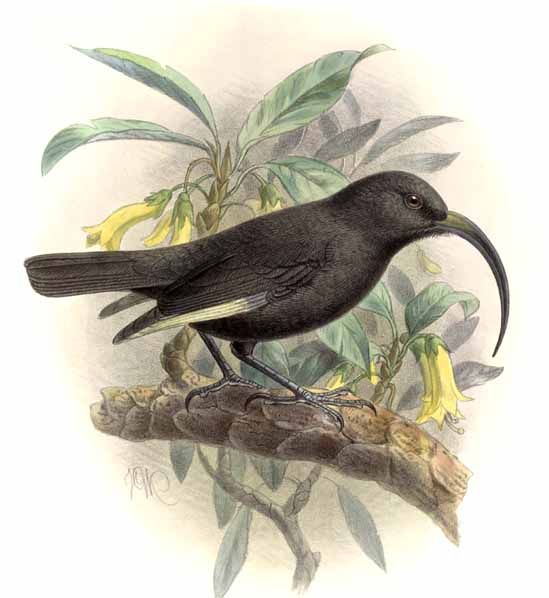 Black Mamo, ʻōʻō nuku umu