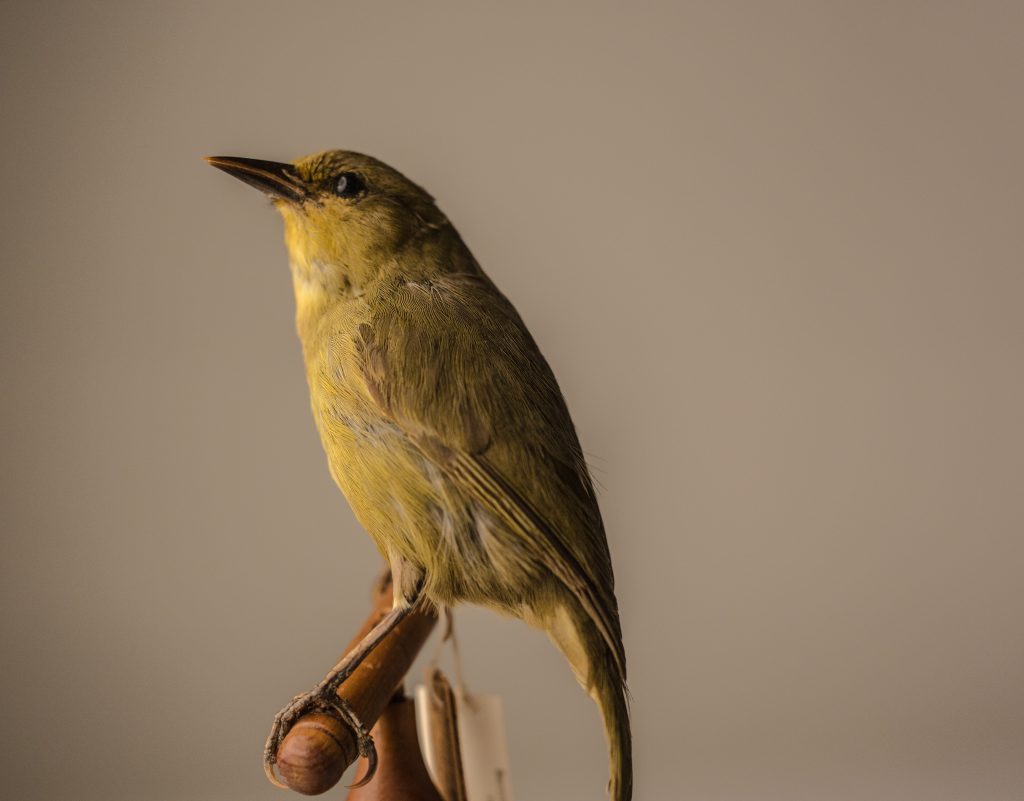 Jeremy Snell, courtesy of Bernice Pauahi Bishop Museum