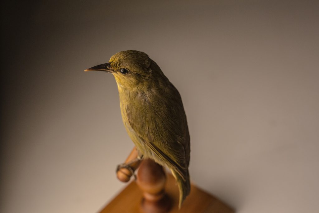 Jeremy Snell, courtesy of Bernice Pauahi Bishop Museum