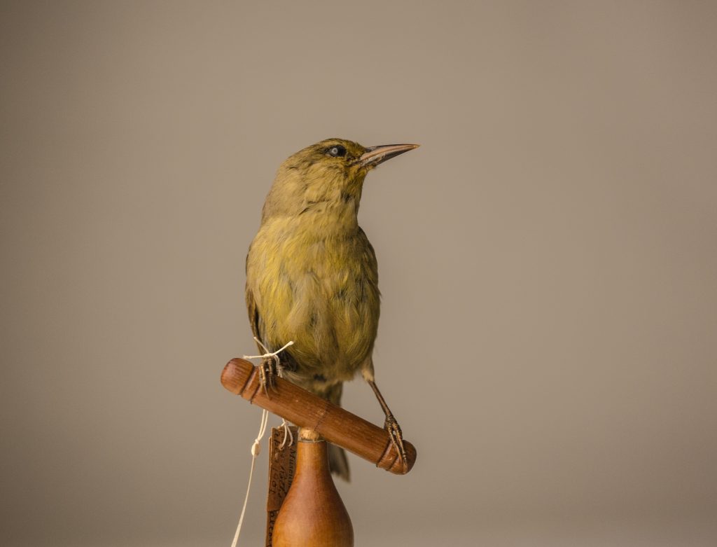 Jeremy Snell, courtesy of Bernice Pauahi Bishop Museum