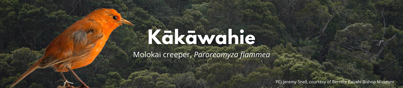 Kākāwahie banner