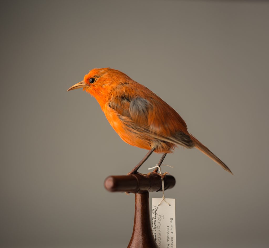 Kākāwahie. Jeremy Snell, courtesy of Bernice Pauahi Bishop Museum