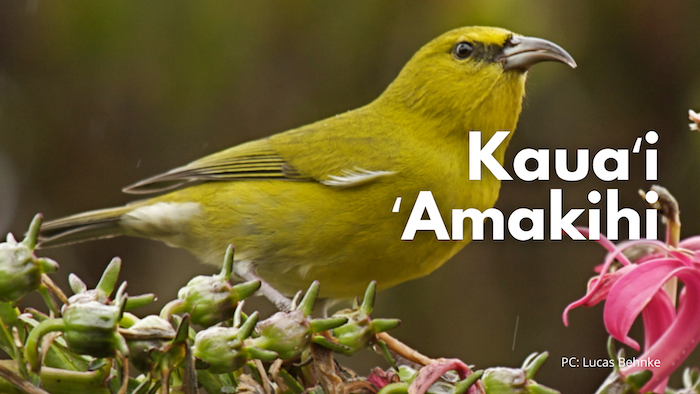 Kauaʻi ʻAmakihi