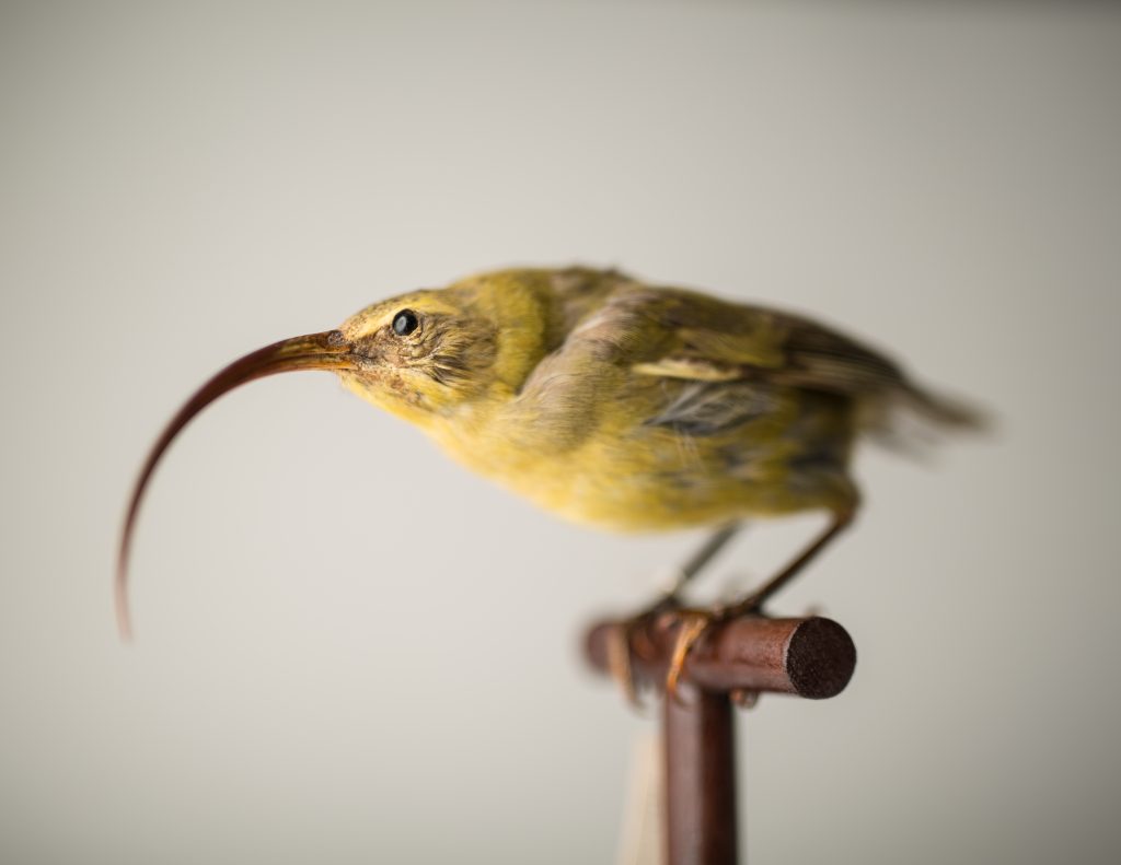 Kauaʻi ʻakialoa, Jeremy Snell, courtesy of Bernice Pauahi Bishop Museum