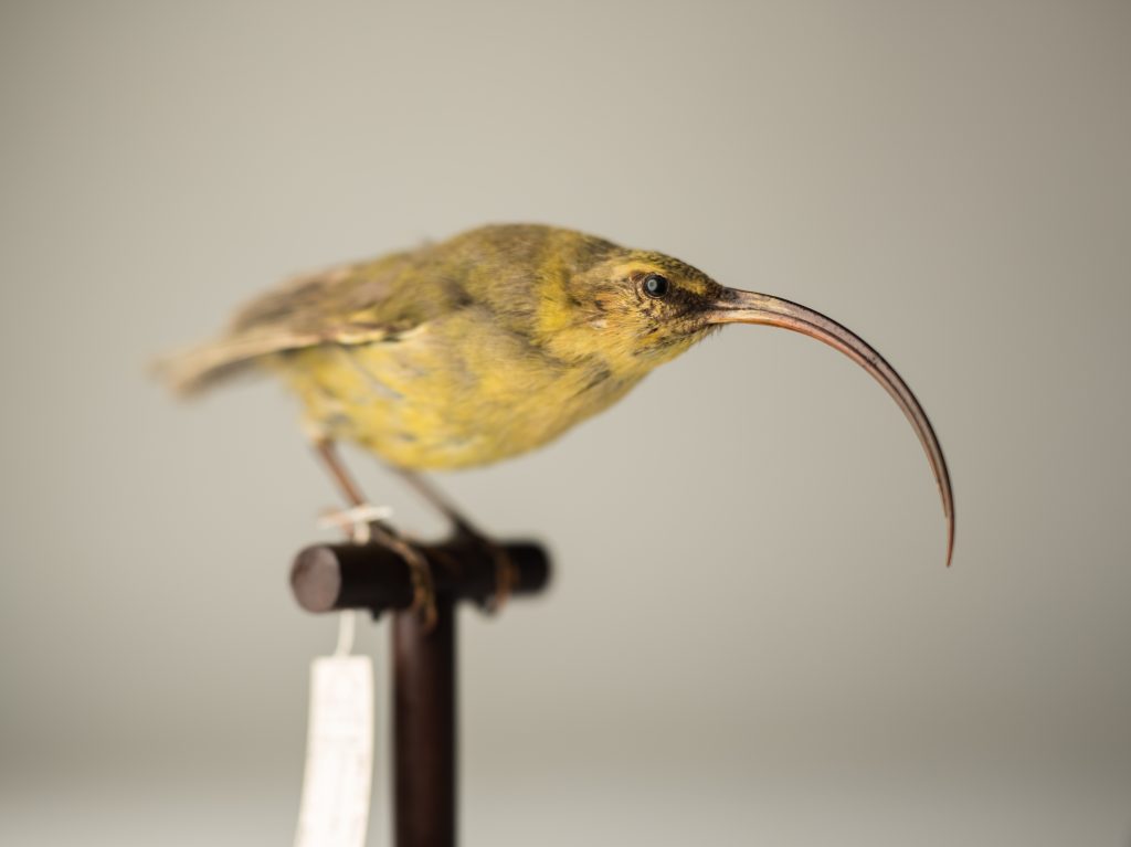 Kauaʻi ʻakialoa, Jeremy Snell, courtesy of Bernice Pauahi Bishop Museum