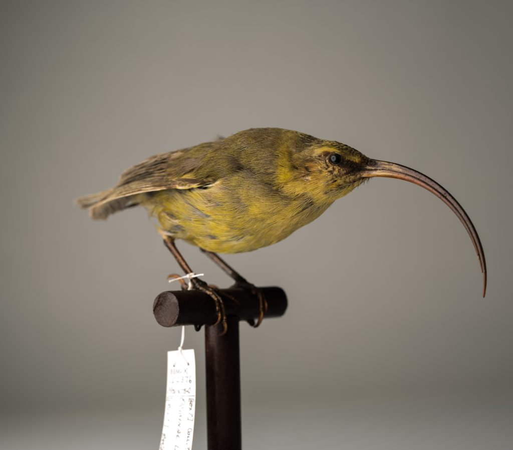 Kauaʻi ʻakialoa, Jeremy Snell, courtesy of Bernice Pauahi Bishop Museum