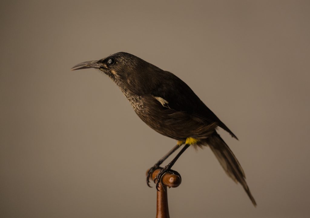 Kauaʻi ʻōʻō, Moho braccatus, Jeremy Snell, courtesy of Bernice Pauahi Bishop Museum