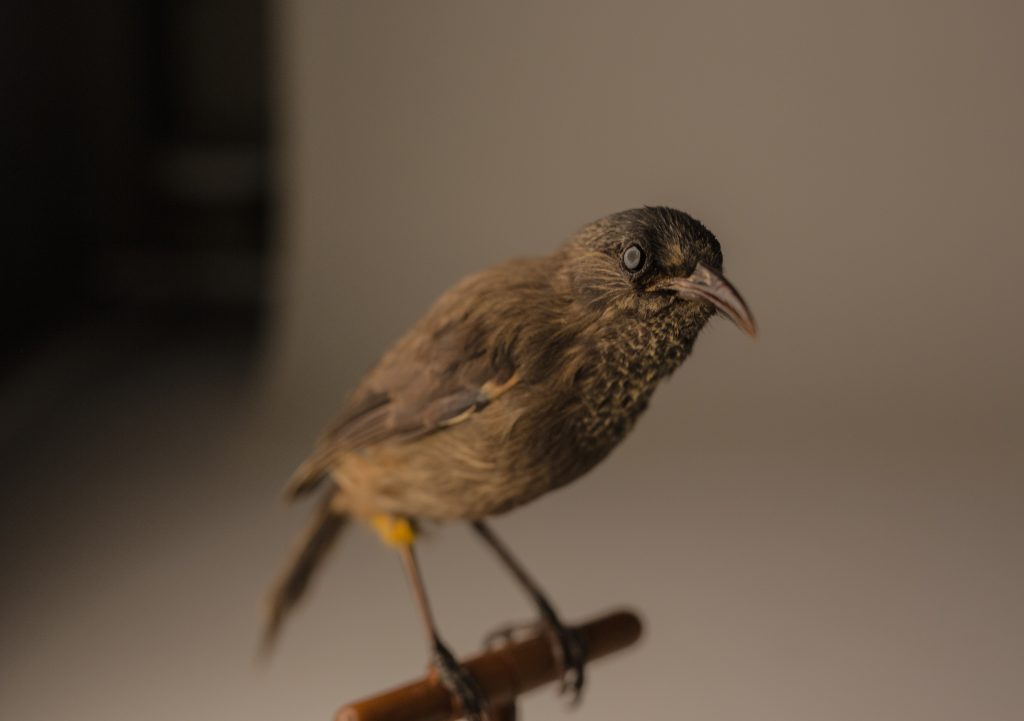 Kauaʻi ʻōʻō, Moho braccatus, Jeremy Snell, courtesy of Bernice Pauahi Bishop Museum