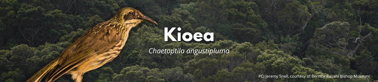 Kioea
