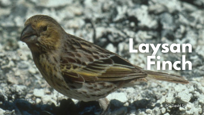 Laysan Finch