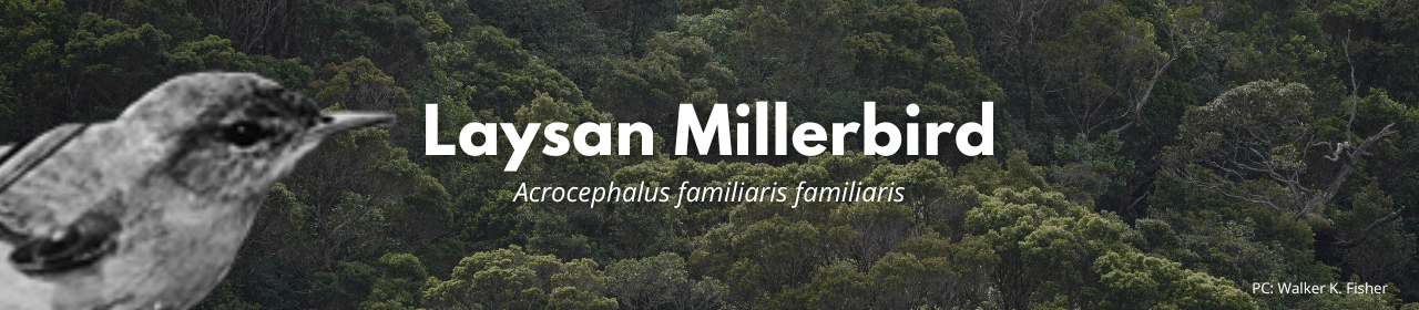 Laysan millerbird banner