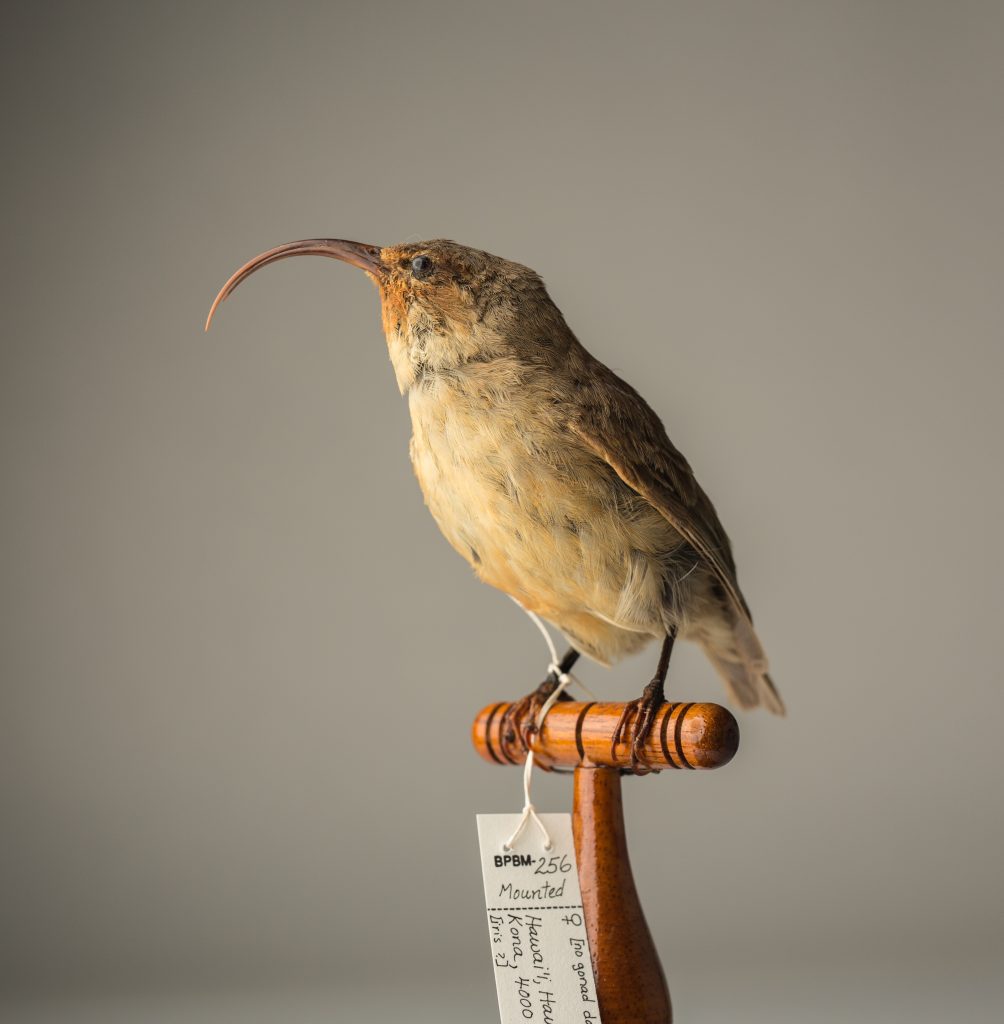 Lesser ʻakialoa. Jeremy Snell, courtesy of Bernice Pauahi Bishop Museum