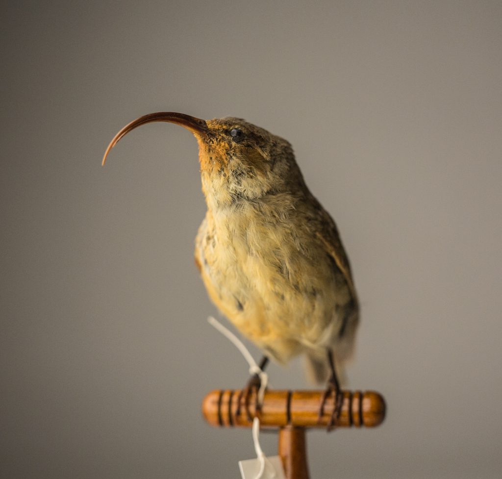 Lesser ʻakialoa. Jeremy Snell, courtesy of Bernice Pauahi Bishop Museum
