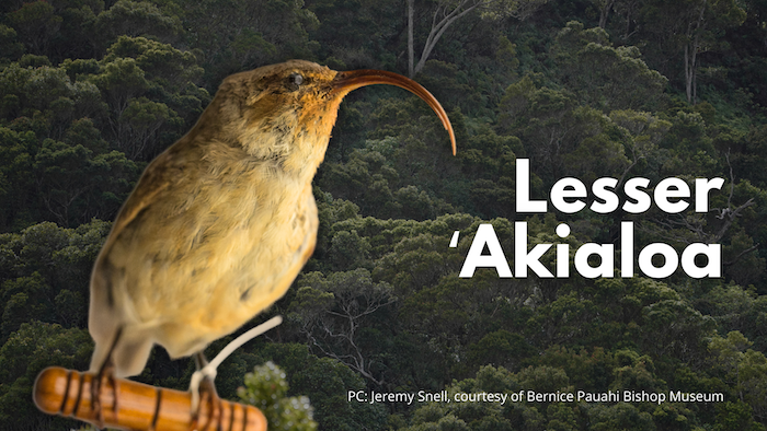 Lesser ʻakialoa