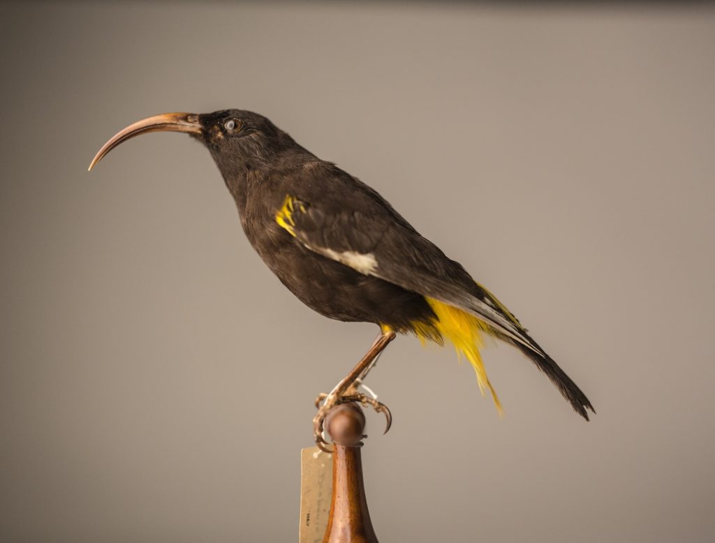 Hawaiʻi Mamo, by Jeremy Snell, courtesy of Bernice Pauahi Bishop Museum