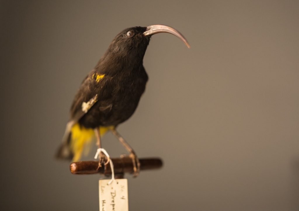 Hawaiʻi Mamo, by Jeremy Snell, courtesy of Bernice Pauahi Bishop Museum