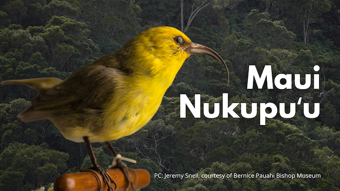 Maui Nukupuʻu