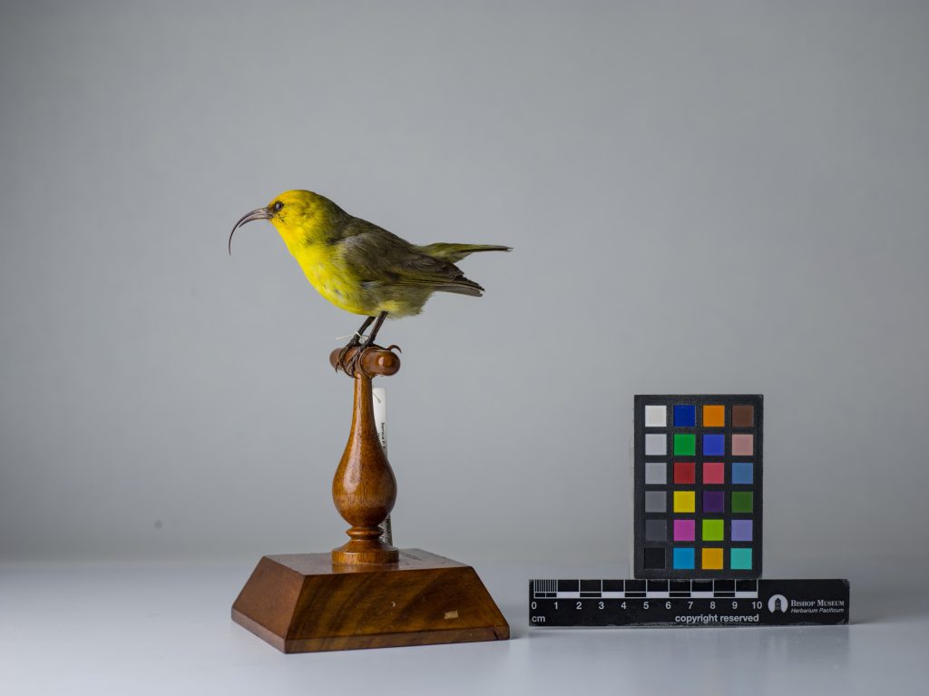 Maui Nukupuʻu, Jeremy Snell, courtesy of Bernice Pauahi Bishop Museum