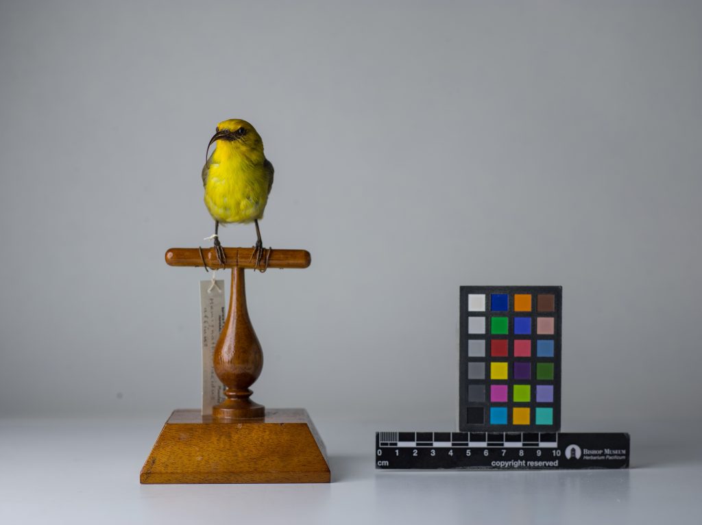 Maui Nukupuʻu, Jeremy Snell, courtesy of Bernice Pauahi Bishop Museum