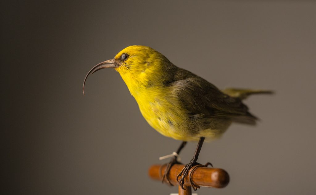 Maui Nukupuʻu, Jeremy Snell, courtesy of Bernice Pauahi Bishop Museum