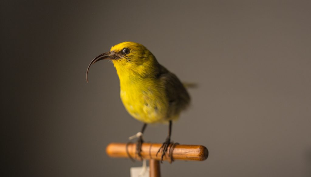 Maui Nukupuʻu, Jeremy Snell, courtesy of Bernice Pauahi Bishop Museum