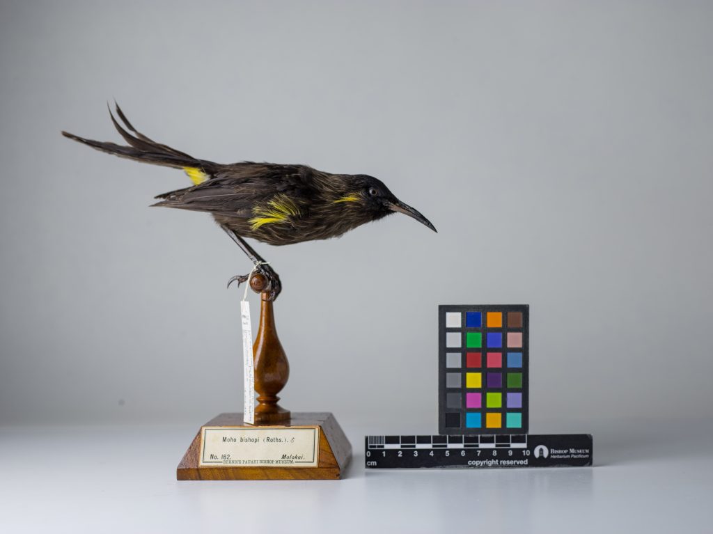 Moho bishopi, Jeremy Snell, courtesy of Bernice Pauahi Bishop Museum