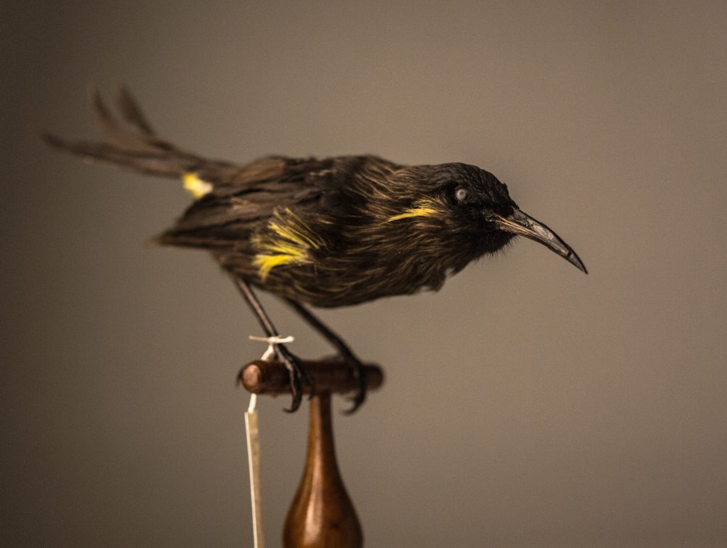 Moho bishopi, Jeremy Snell, courtesy of Bernice Pauahi Bishop Museum