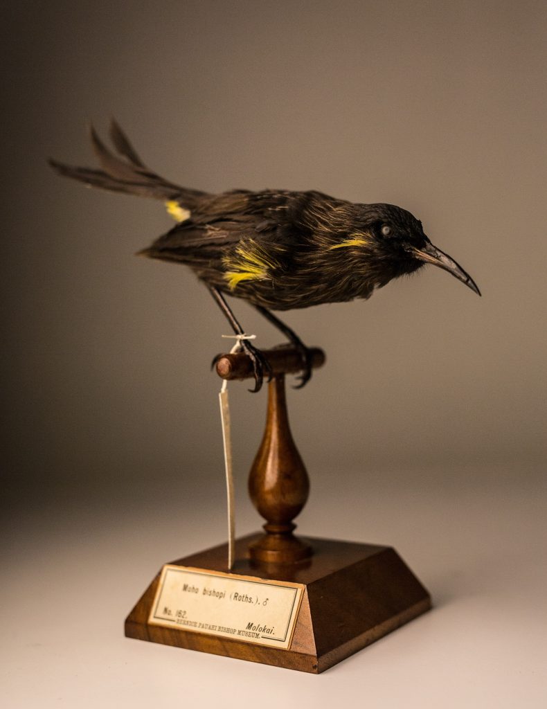 Moho bishopi, Jeremy Snell, courtesy of Bernice Pauahi Bishop Museum