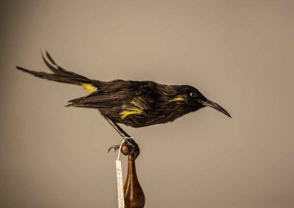 Moho bishopi, Jeremy Snell, courtesy of Bernice Pauahi Bishop Museum