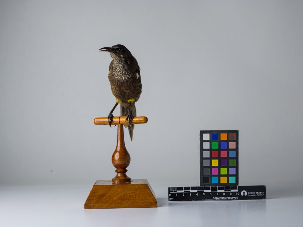 Kauaʻi ʻōʻō, Moho braccatus, Jeremy Snell, courtesy of Bernice Pauahi Bishop Museum