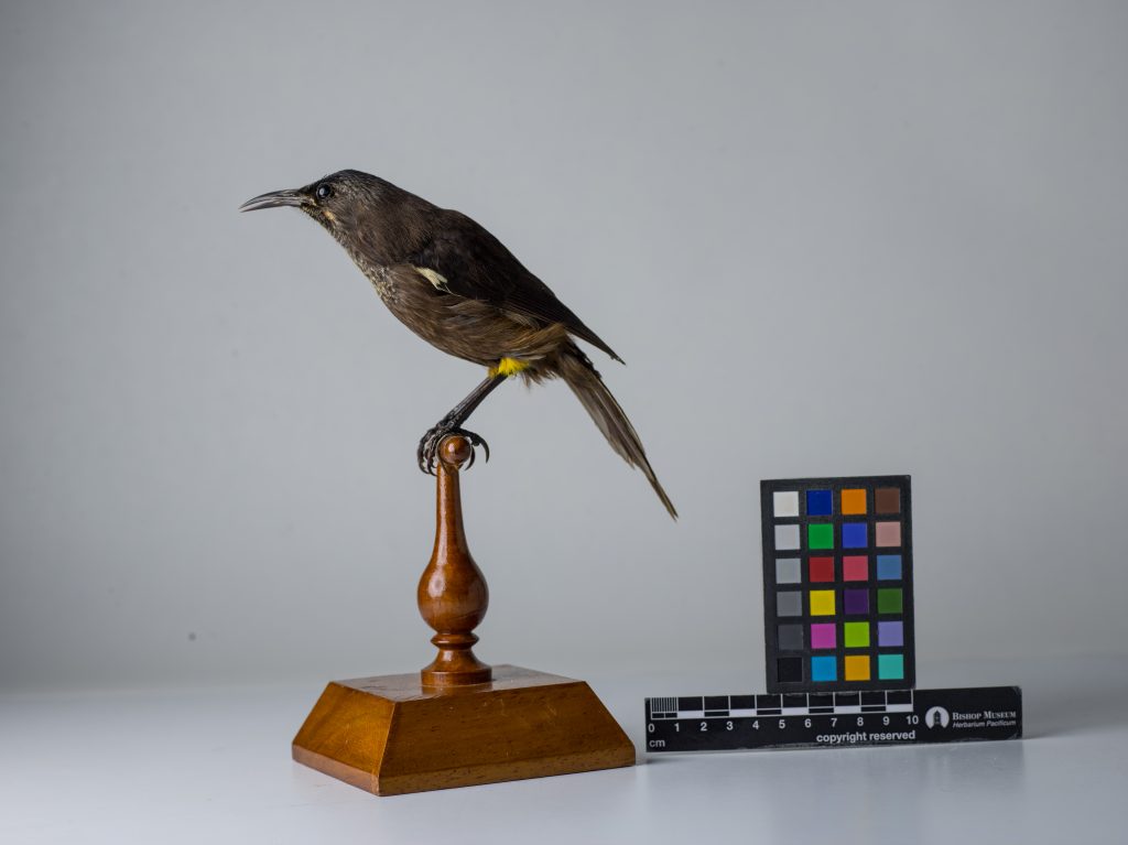 Kauaʻi ʻōʻō, Moho braccatus, Jeremy Snell, courtesy of Bernice Pauahi Bishop Museum