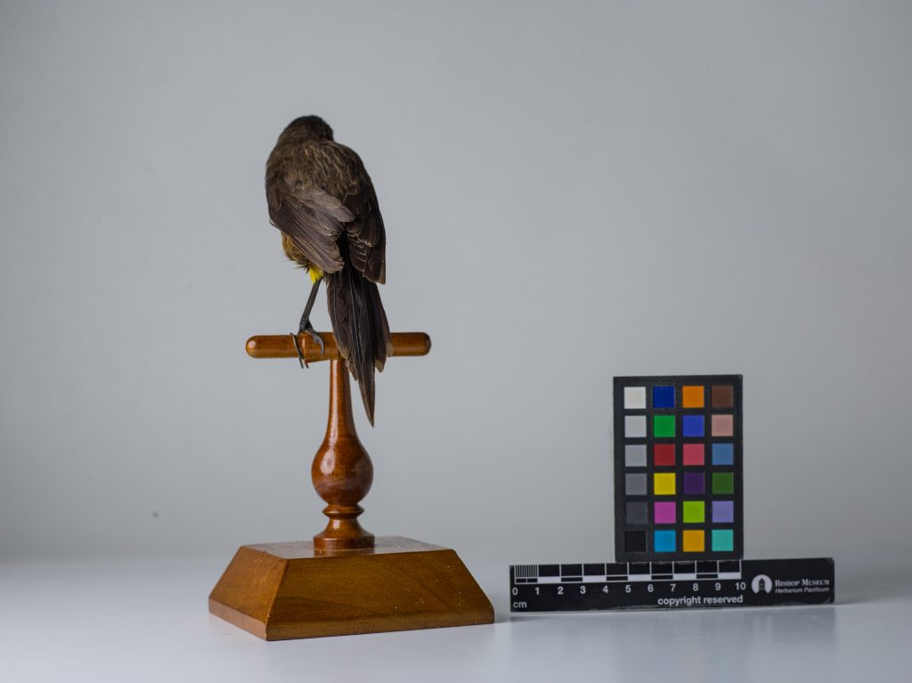 Kauaʻi ʻōʻō, Moho braccatus, Jeremy Snell, courtesy of Bernice Pauahi Bishop Museum