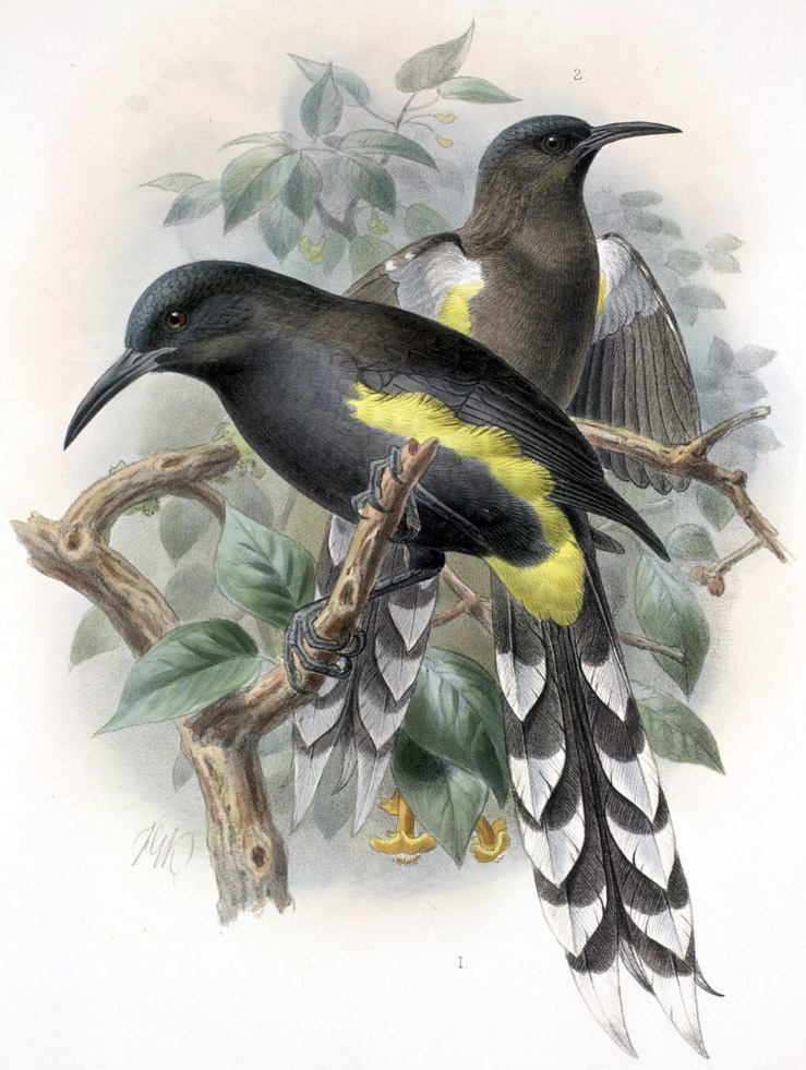 Oʻahu ʻōʻō