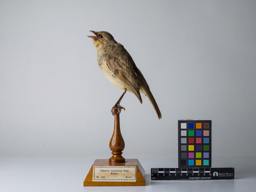 Kāmaʻo, Jeremy Snell, courtesy of Bernice Pauahi Bishop Museum