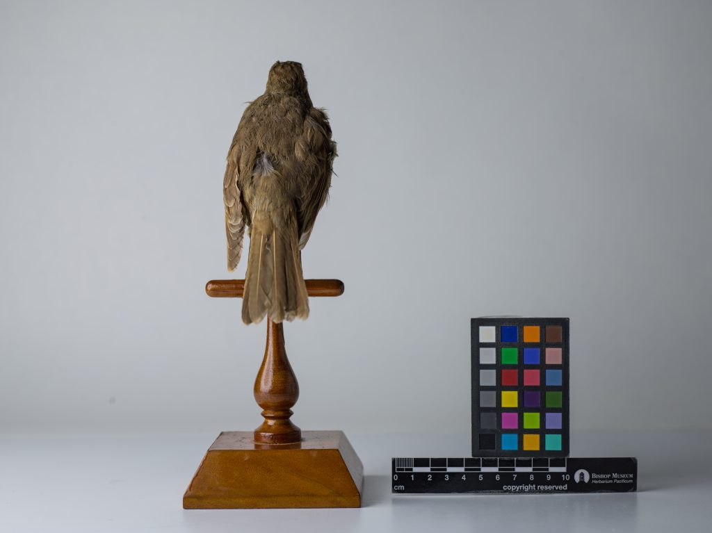 Kāmaʻo, Jeremy Snell, courtesy of Bernice Pauahi Bishop Museum