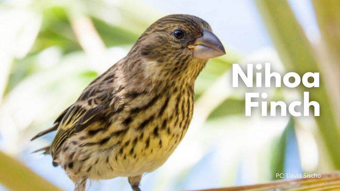 Nihoa Finch