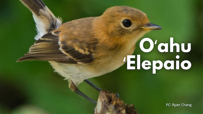 Oʻahu ʻelepaio