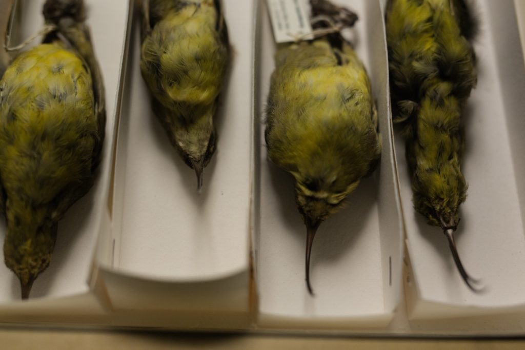 Oʻahu ʻakialoa. Jeremy Snell, courtesy of Bernice Pauahi Bishop Museum