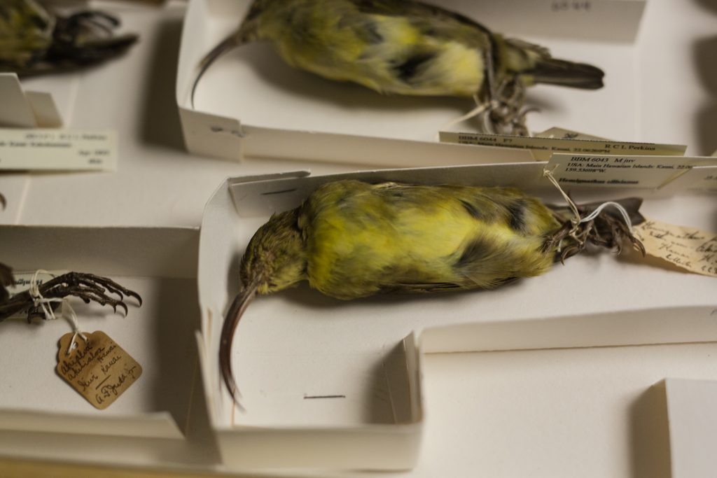 Oʻahu ʻakialoa. Jeremy Snell, courtesy of Bernice Pauahi Bishop Museum